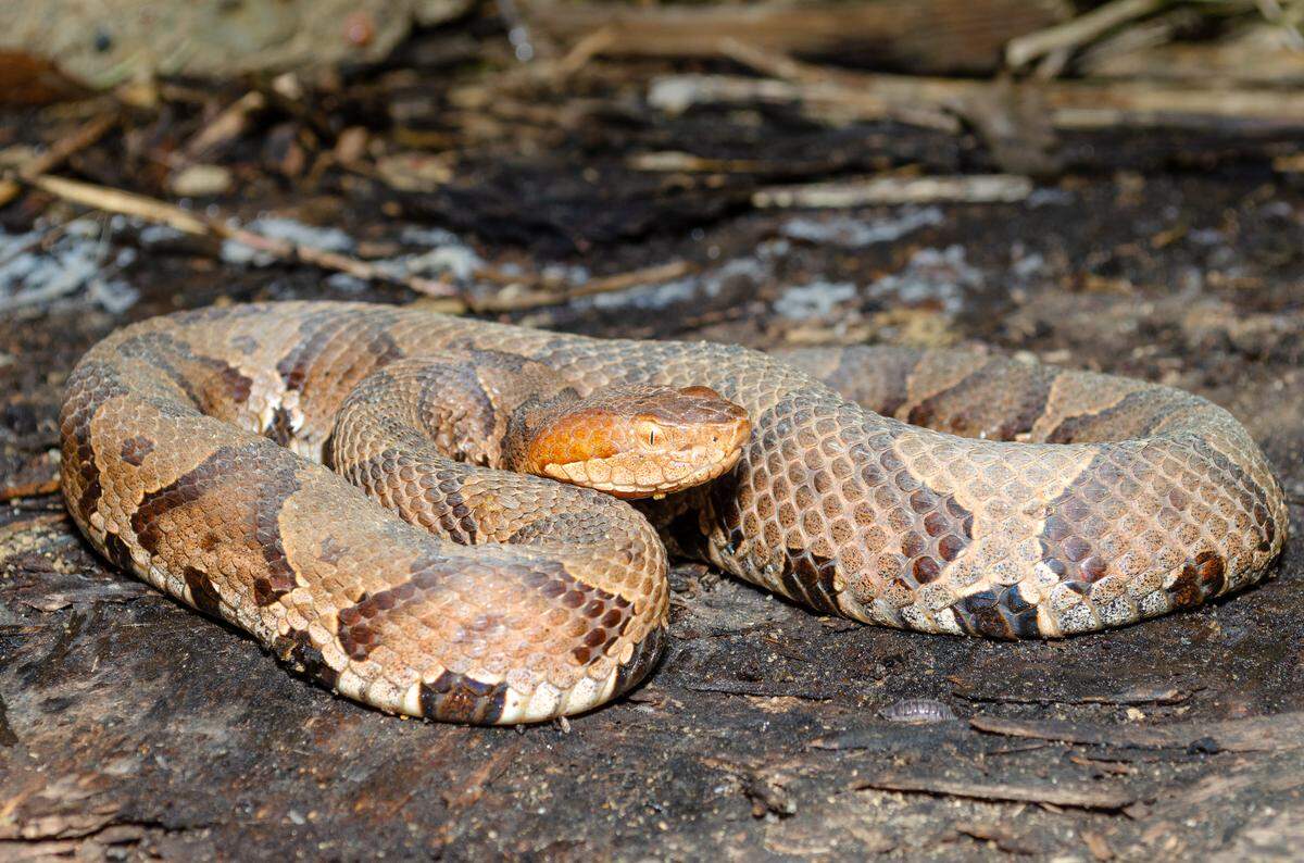 Copperheads are more active in the warmer months.