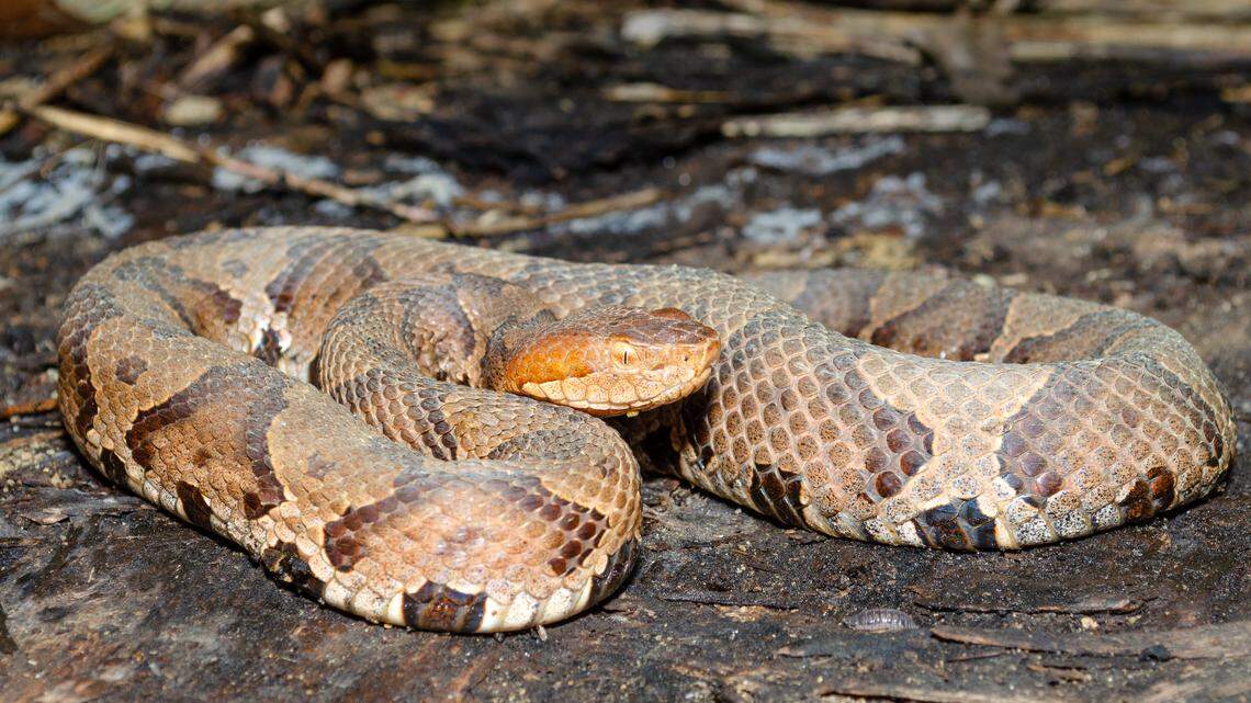 NC copperheads may be closer than you think. When & where you could see them