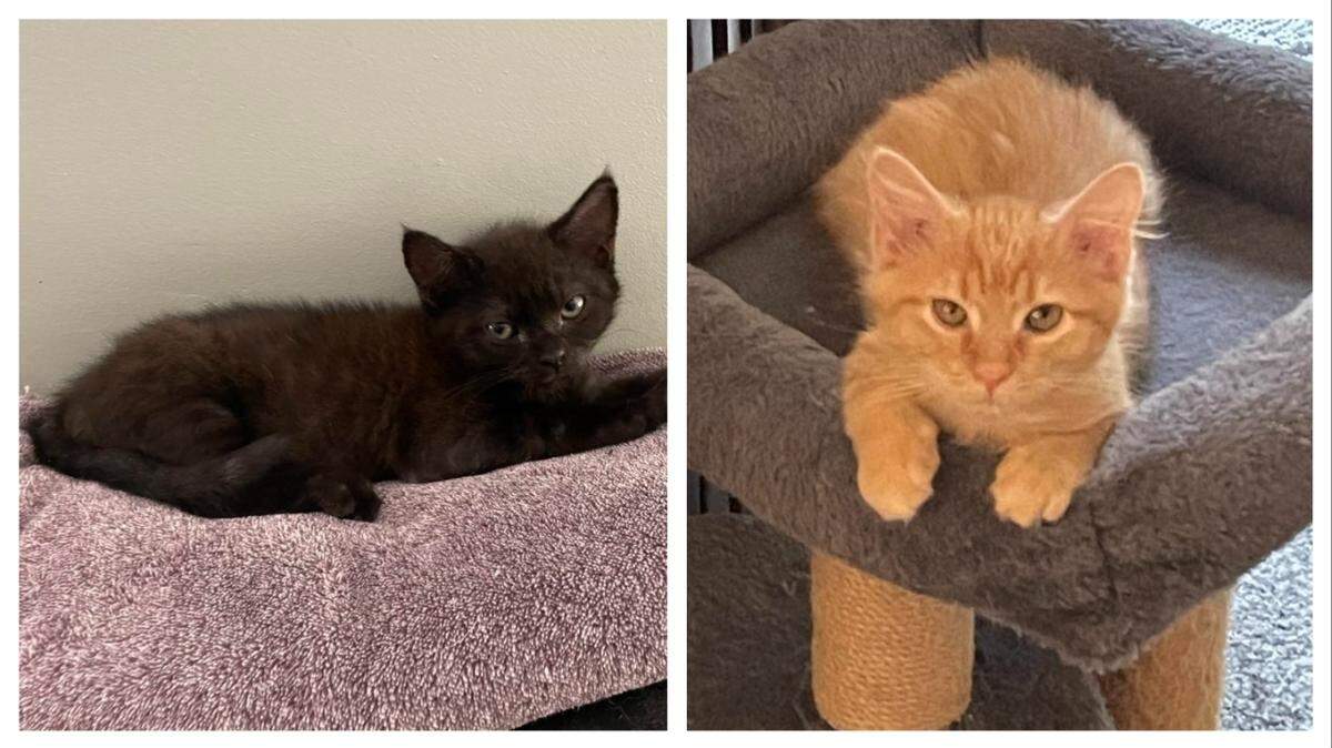 Cooper, left, and Phoenix wait for new homes in North Carolina.