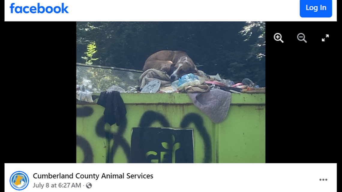 The North Carolina dog found in a dumpster got a fresh start in South Carolina, photos show.