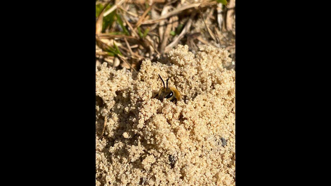 Ground nesting bees tend to emerge in the spring.