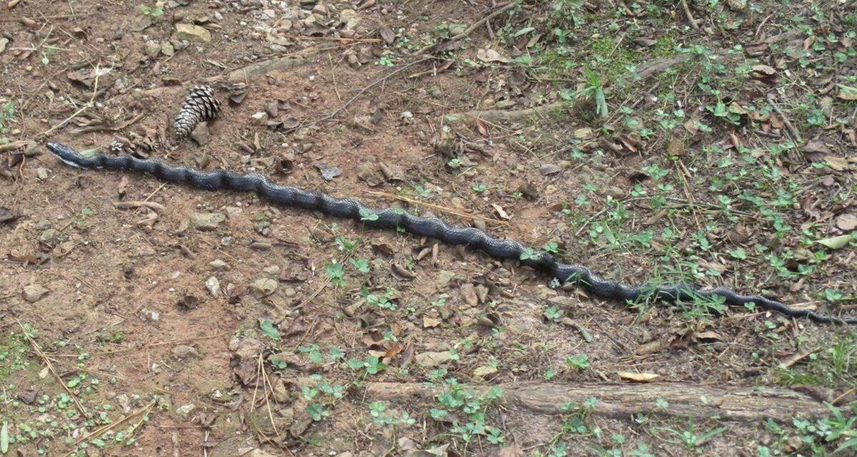 Rat snakes are sometimes mistaken for copperheads.