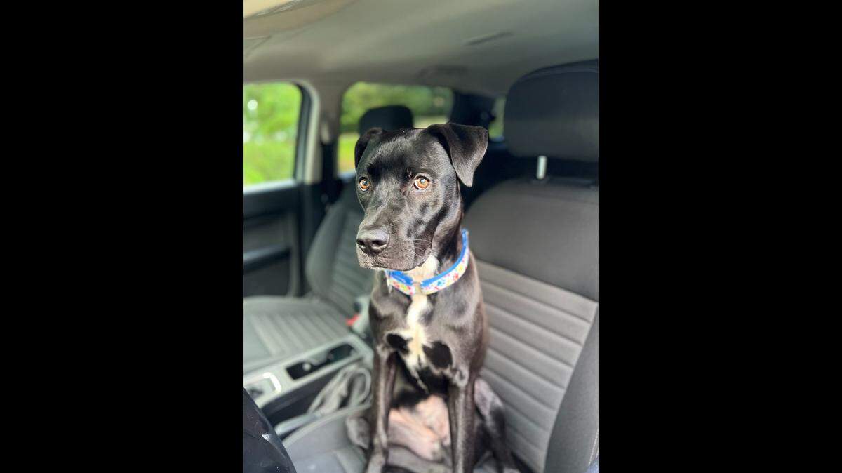 A dog with a “Ted Lasso”-inspired name is up for adoption in North Carolina.