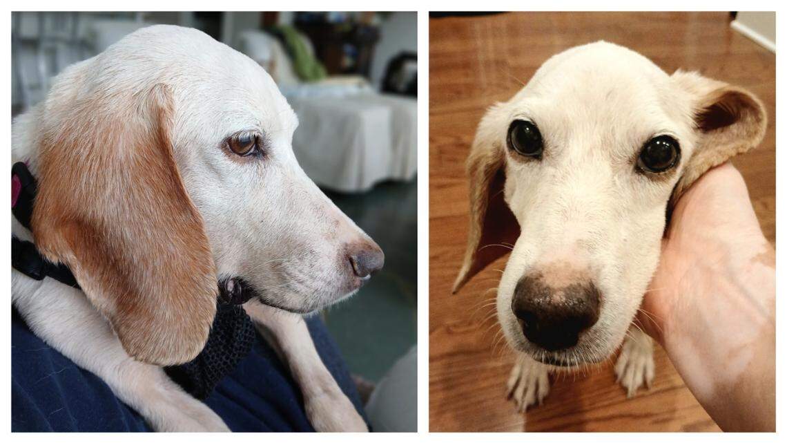 A “gentle, affectionate” dog was saved after she was found in rough shape.