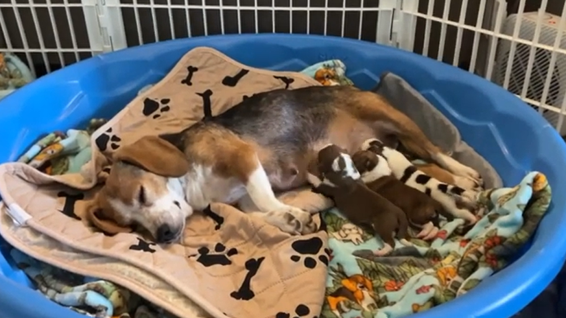A dog formed a heartwarming bond with puppies in need of help, a North Carolina video shows.