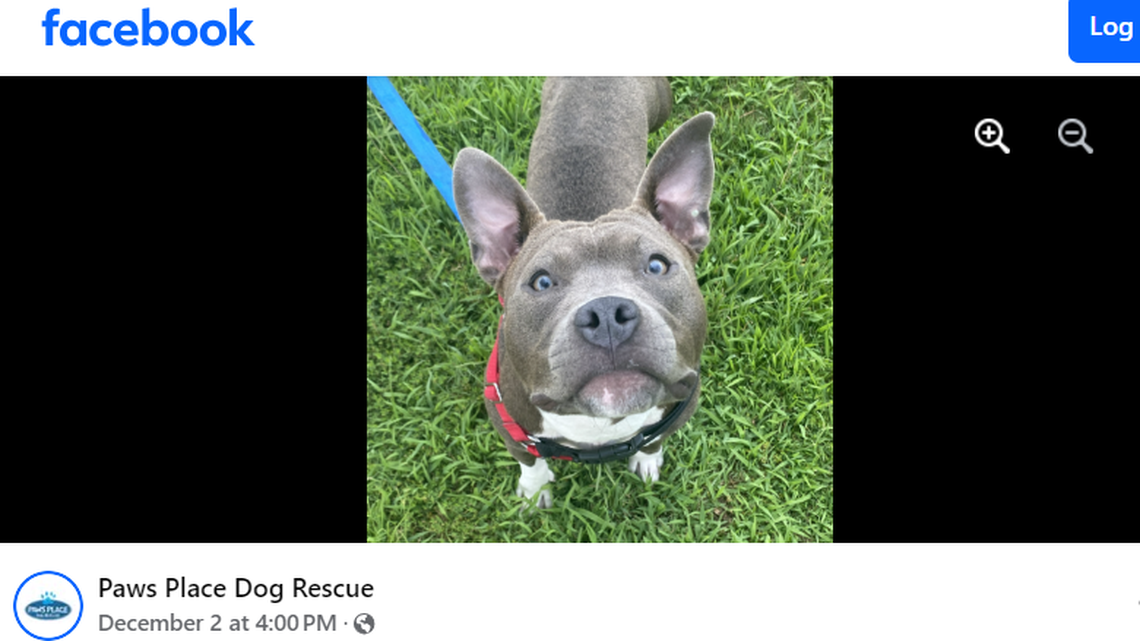 A “sweet” shelter dog who lost her leg is up for adoption in North Carolina.