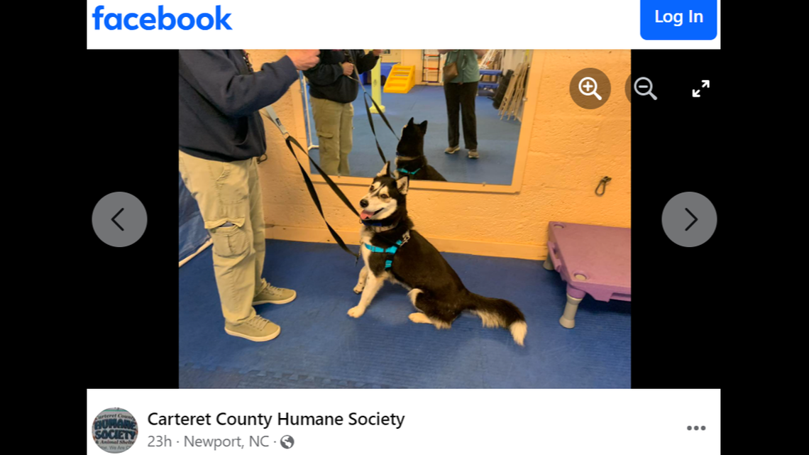 A shelter near the North Carolina coast described Lila as a “smart girl” and a “social butterfly.”