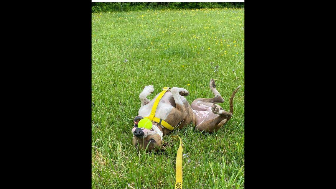 Phoebe the “energetic” dog has been waiting for a home at a North Carolina shelter.