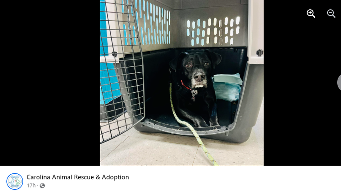 A pet owner is being deployed and can’t keep his dog, a North Carolina animal rescue said.