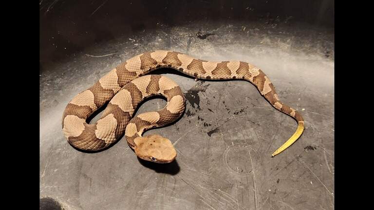 NC’s baby copperhead season is here. What to know about the venomous snakes