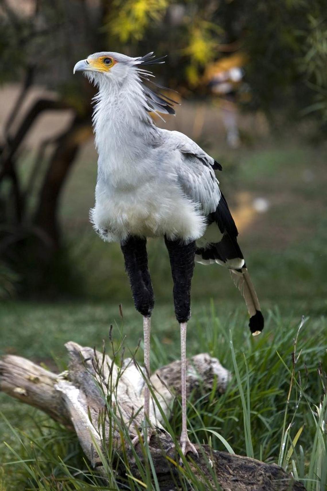 The NC Zoo is searching for two secretary birds that look similar to the one pictured here.