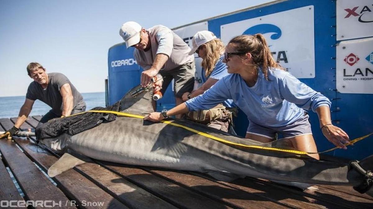 Crystal – the 11.4-foot, 608-pound tiger shark, named for the Crystal Pier at Wrightsville Beach – makes her home off of North Carolina’s coast and was most recently spotted July 3 near Ocracoke and Cedar Island, according to the OCEARCH research group tracker.