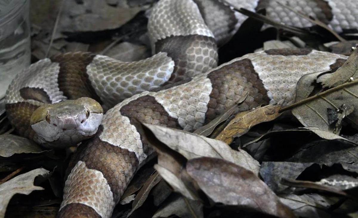 Copperheads are the most prevalent venomous snakes in North Carolina.