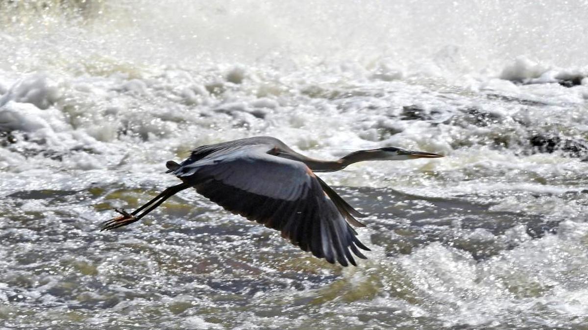 A Great Blue Heron flies across the front of the Milburnie Dam on the Neuse River in Raleigh Tuesday, April 11, 2017. The Neuse and Cape Fear are included in a national environmental advocacy group’s list of the most endangered rivers this year. More than 4 million people receive their drinking water from the two rivers, according to American Rivers.