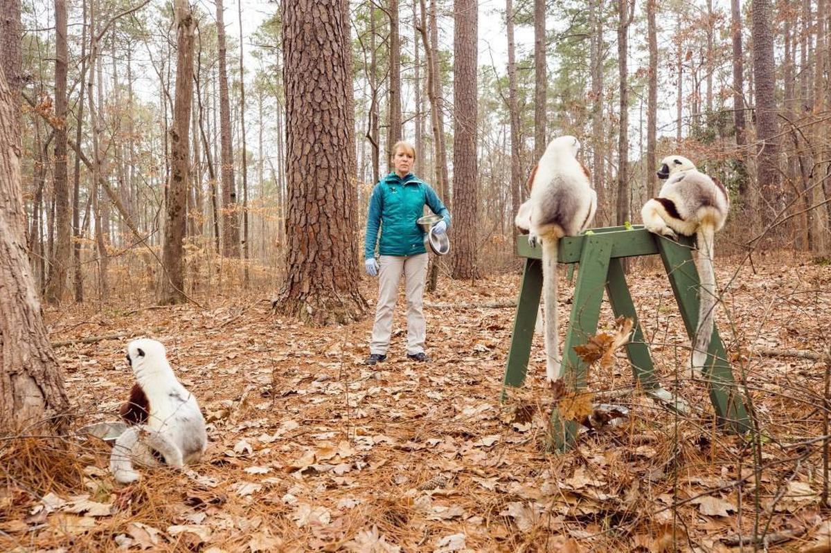 Britt Keith, primate technician supervisor at the Duke Lemur Center, before showing how the dominance hierarchy works during feeding time on Feb. 28, 2018, in Durham.