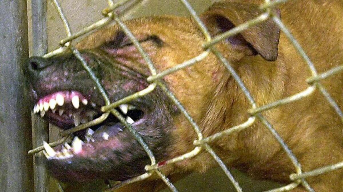 North Carolina ranks 14th in the United States for dog bites, according to insurance provider State Farm. In 2015, North Carolina had 56 dog bite claims which cost $990,571, according to State Farm. In 2016, those numbers jumped to 77 dog bite claims which cost more than $1.89 million.