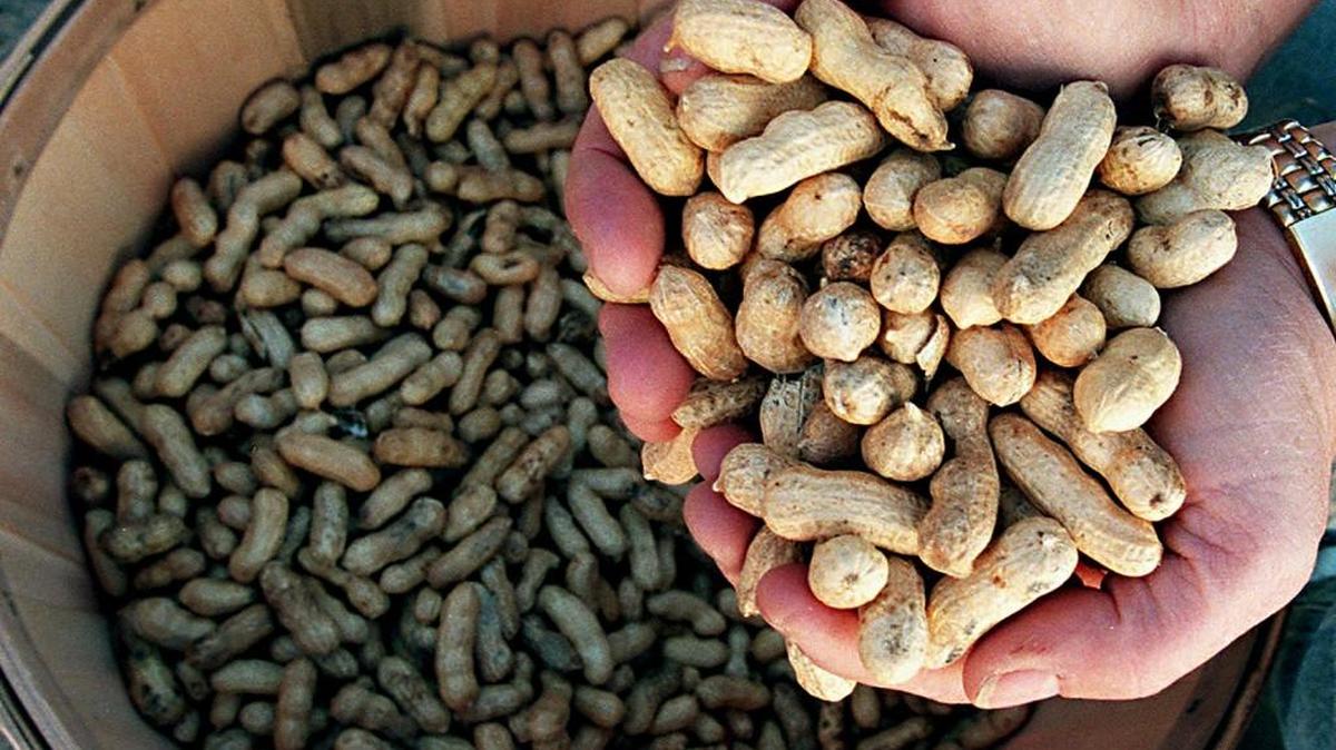 A patented process developed by researchers at North Carolina Agricultural and Technical State University could be life-changing for people with peanut allergies, though some scientists and organizations warn that there’s still a long way to go.
