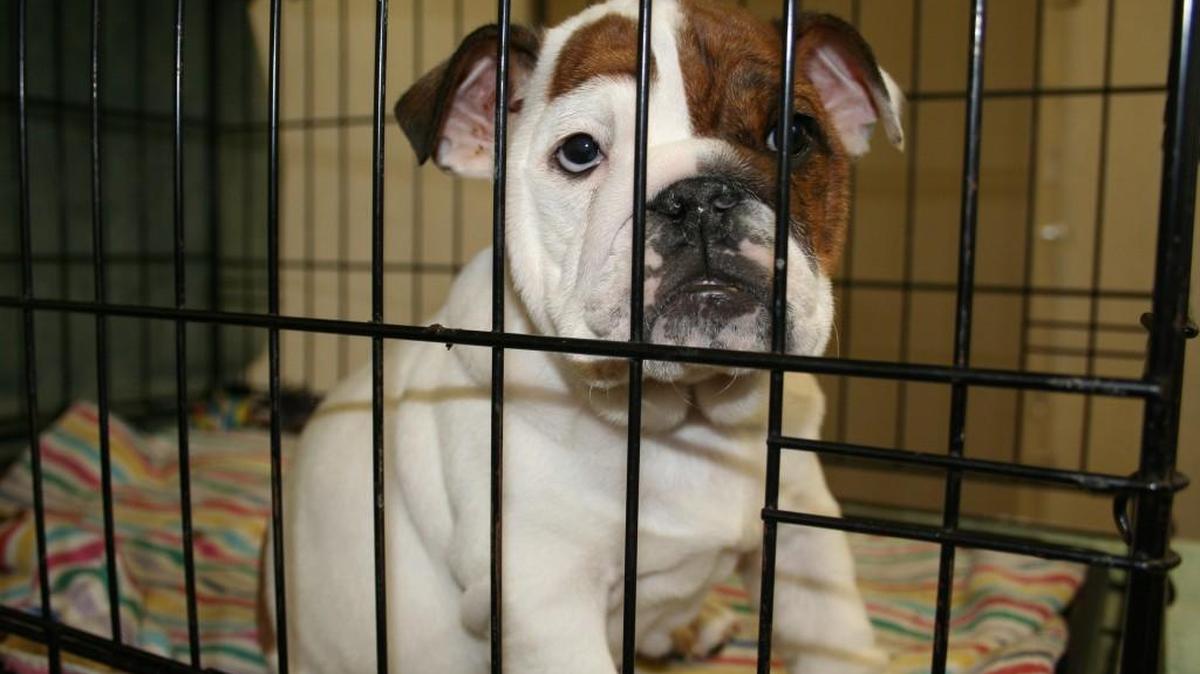 One of the dogs seized in Stokes County puppy mill bust, housed at the Guilford County Animal Shelter.