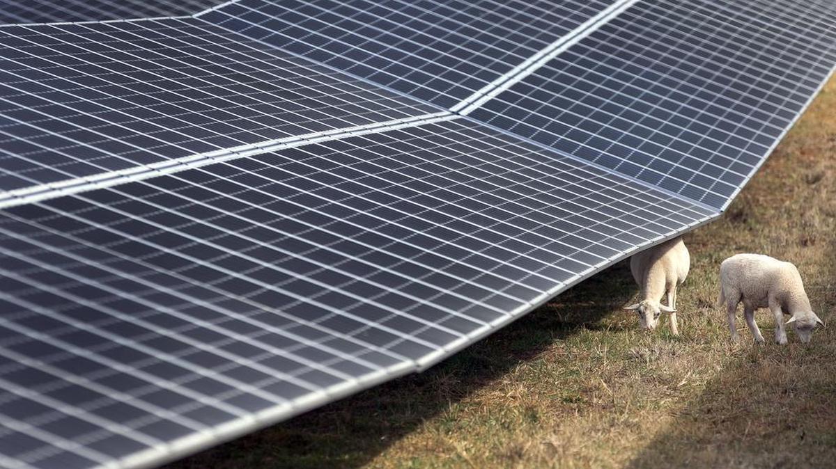 Sheep graze along side solar panels at a solar power plant in Mebane, N.C. The sheep are used on the 22 acre site to keep the grass down so the owners don’t have to mow or use herbicides to maintain the property.