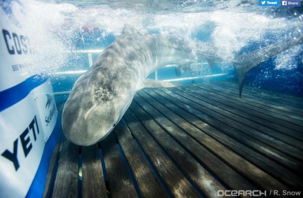 Crystal – the 11.4-foot, 608-pound tiger shark, named for the Crystal Pier at Wrightsville Beach – makes her home off of North Carolina’s coast and was most recently spotted July 3 near Ocracoke and Cedar Island, according to the OCEARCH research group tracker.
