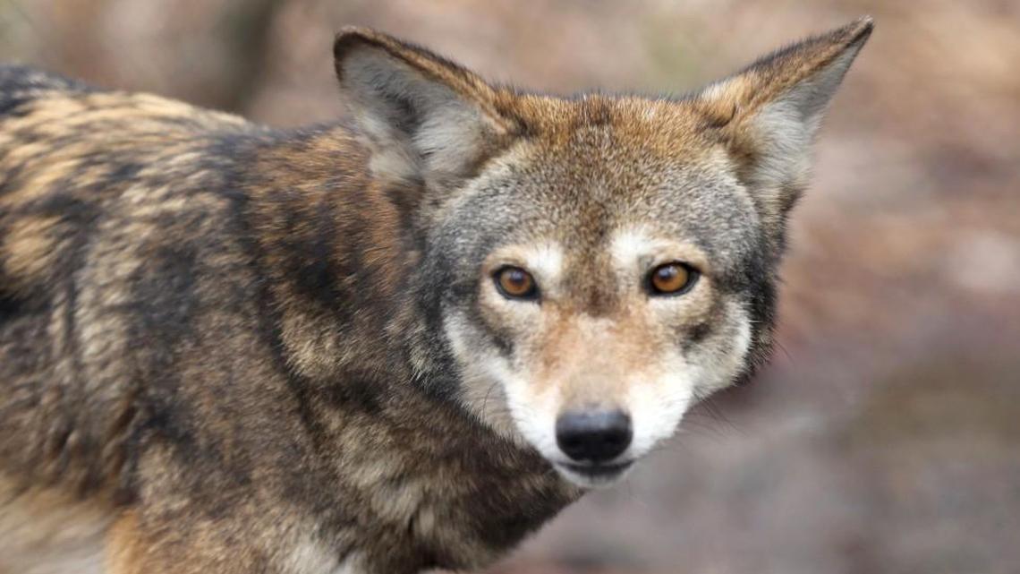 Betty, a female red wolf, roams in a fenced area at the Red Wolf Education Center in Columbia, NC, February 10, 2014. The wolf is part of a captive breeding program at the coalition.