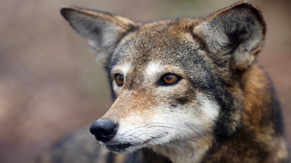 
Betty, a female red wolf, roams in a fenced area at the Red Wolf Education Center in Columbia in 2014. The wolf is part of a captive breeding program run by the nonprofit Red Wolf Coalition.
