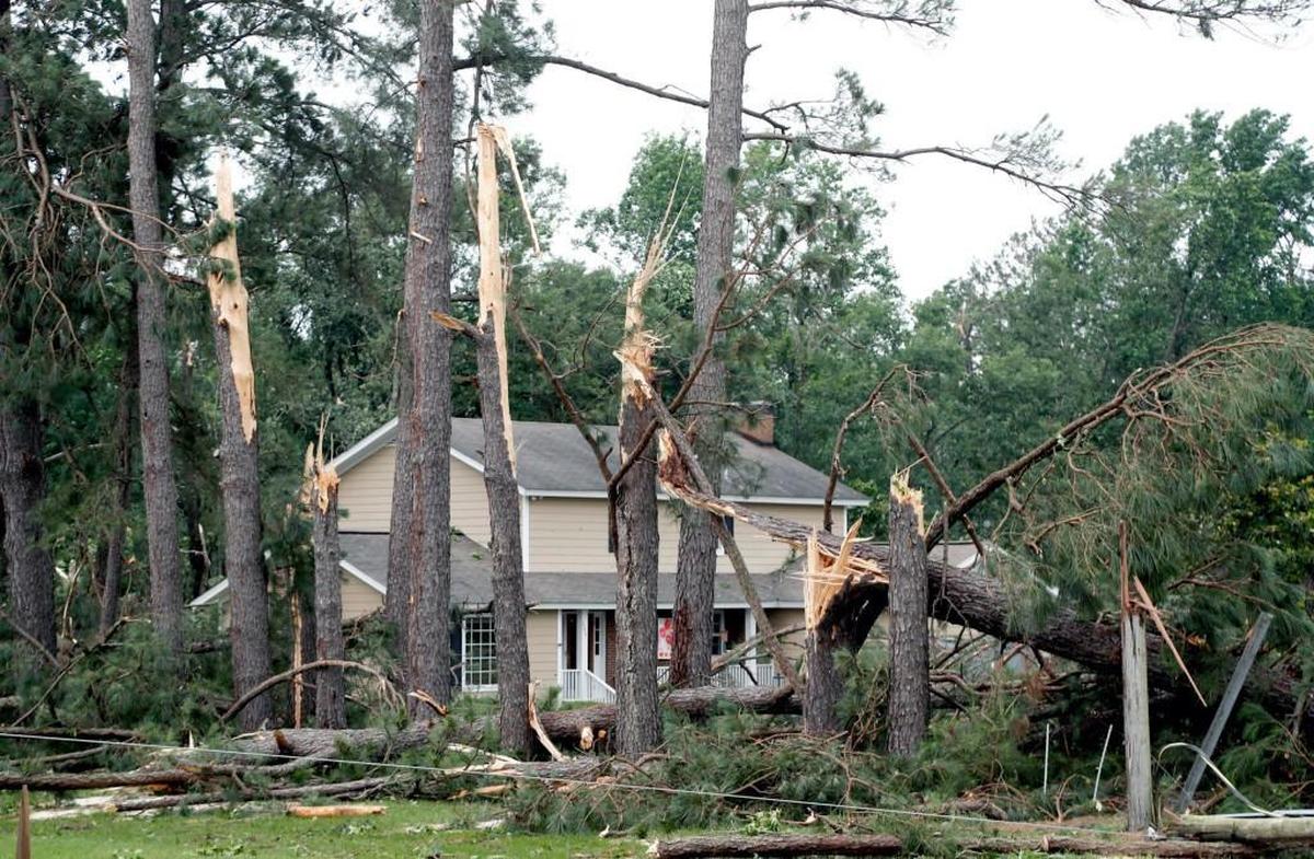 A line of pine trees that were snapped off in the storm beside a home on Renfrow Rd. in Sampson County north of Clinton, on May 30, 2017. 