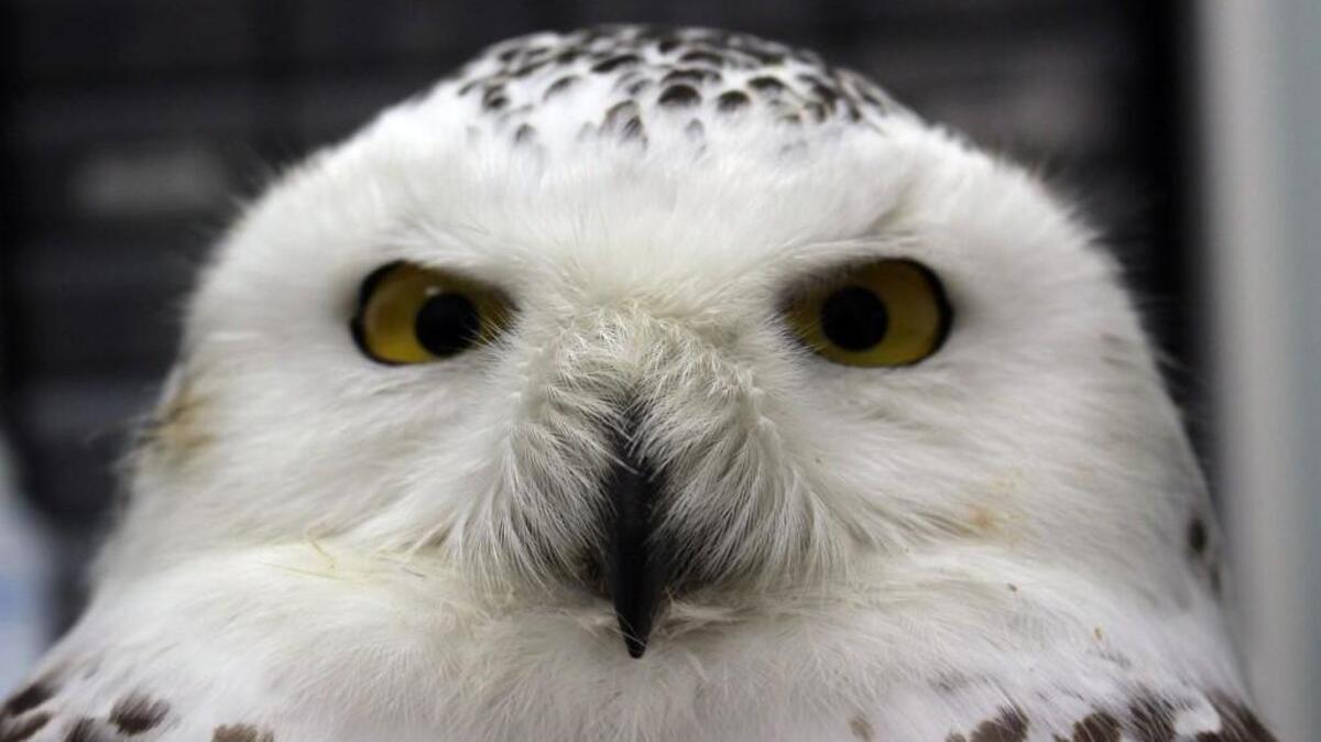 A photo of one of the snowy owls taken to the Carolina Raptor Center for treatment in December, 2017.