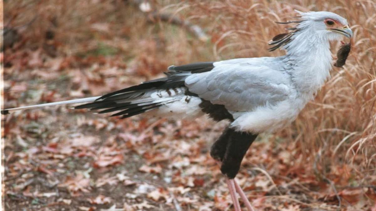 The NC Zoo is searching for two secretary birds that look similar to the one pictured here.
