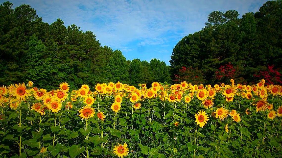 
Sunflowers blooming roadside were planted by the N.C. Department of Transportation.
