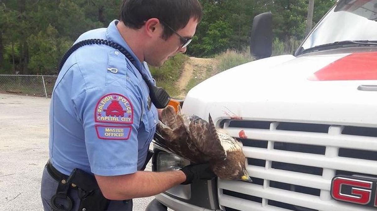A Raleigh police officer works to free a bird stuck in the grille of a U-Haul truck Saturday.
