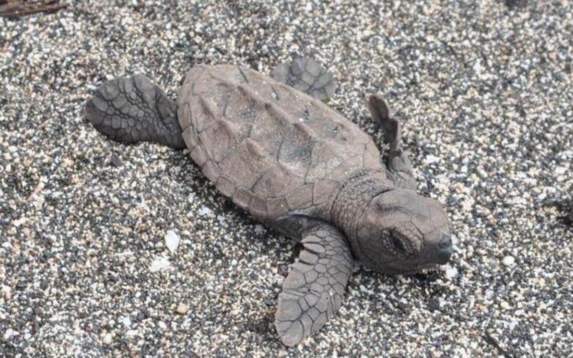 Two hawksbill turtle nests are the first for North Carolina