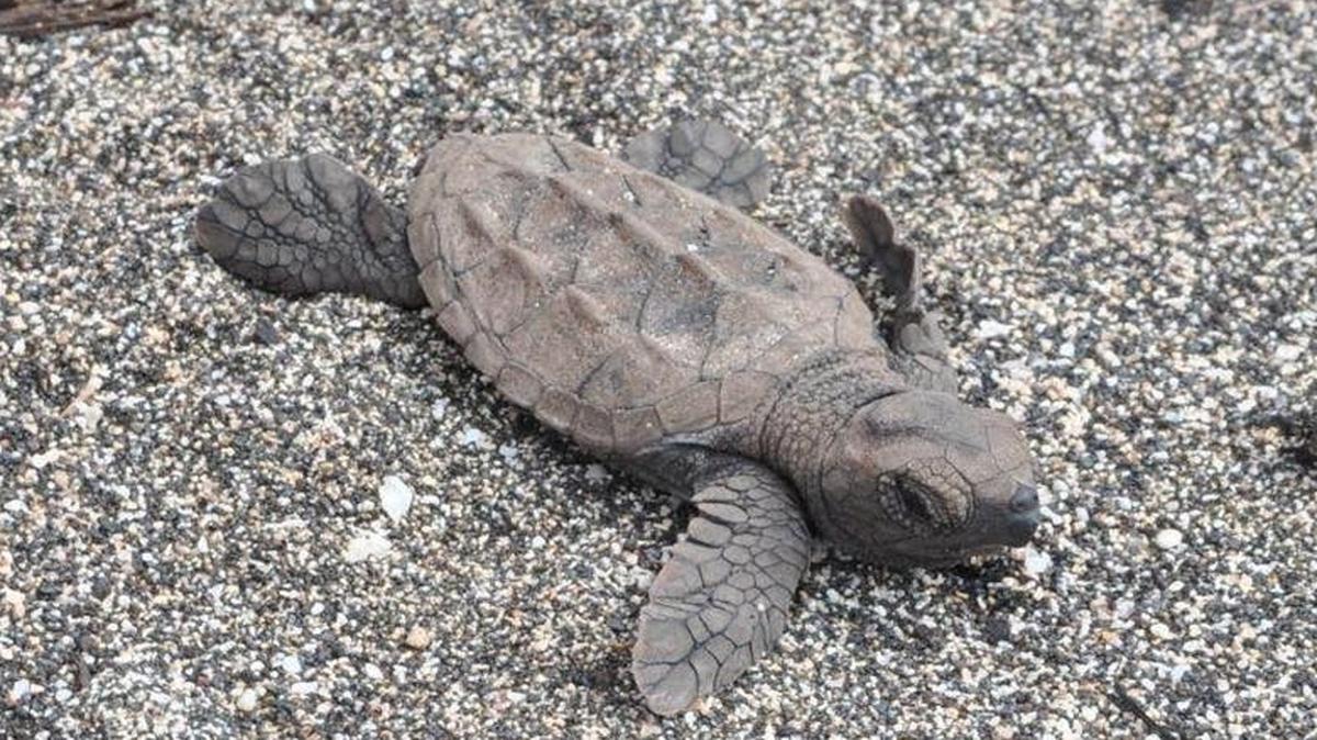 A hawksbill turtle hatchling.
