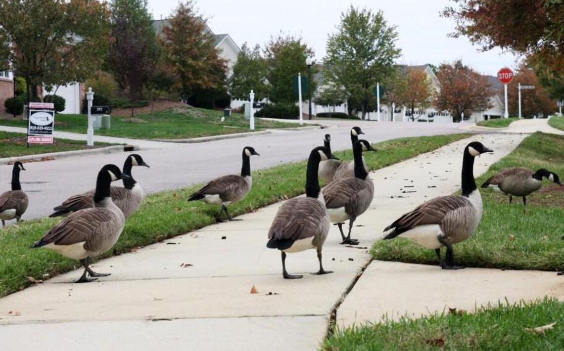 A Wisconsin town wants to exterminate Canada geese. A Cary teen wants to save them