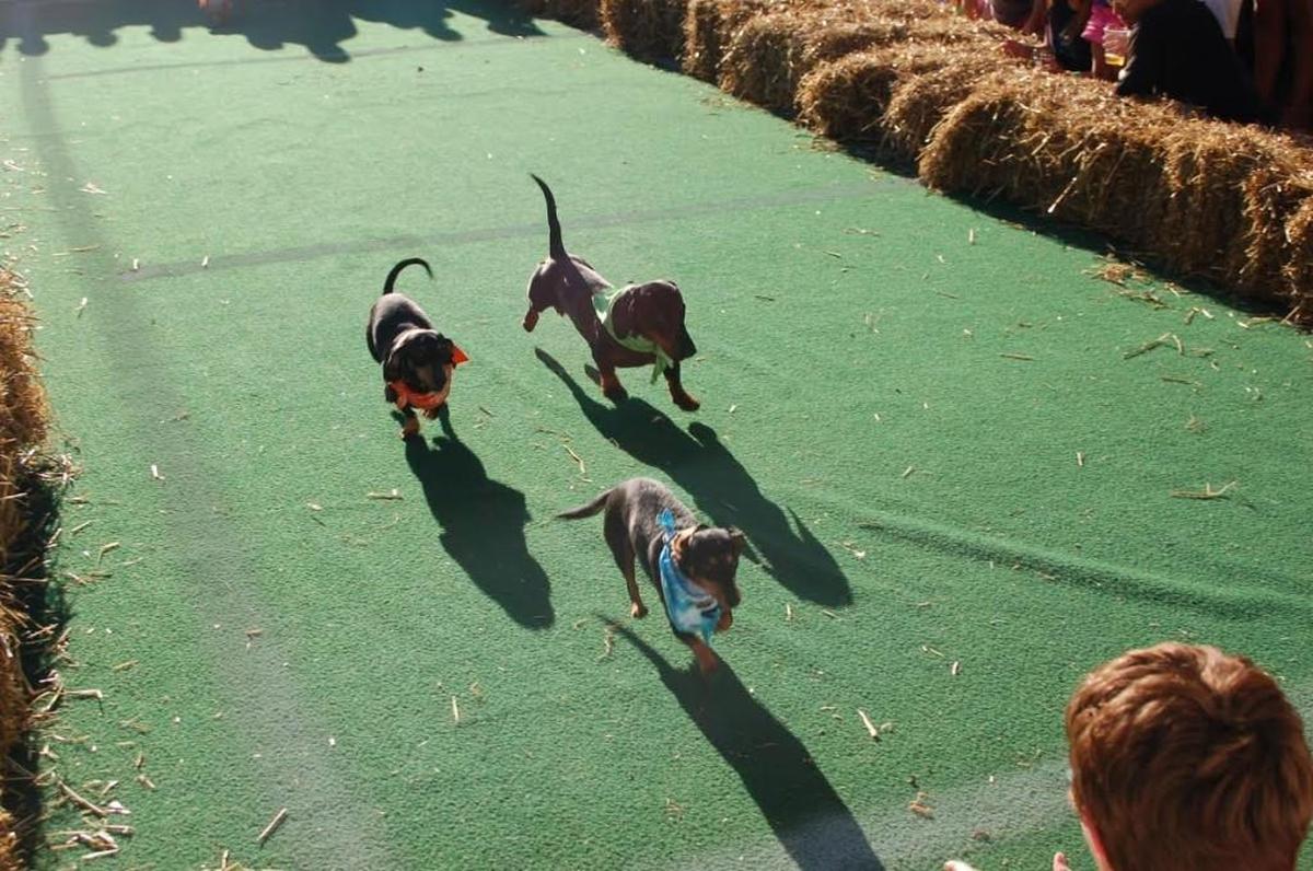 Wiener dog races are just part of the festivities at this weekend’s Triangle Oktoberfest, which is noon to 10 p.m. Saturday and noon to 6 p.m. Sundayat Koka Booth Amphitheatre, 8003 Regency Parkway, Cary. Tickets for ages 16 and older cost $20 for Saturday, $15 for Sunday and $30 for both days. Tickets for either day are $5 for ages 6 to 15 and free for 5 and younger. The event, held by The Apex Sunrise and Cary MacGregor Rotary Clubs, features entertainment, wiener dog races, German food, a beer garden, football viewing tent, beer judging competition and more. The races are Saturday and Sunday at 4 p.m. and include contests for best dressed dog. triangle october fest. org