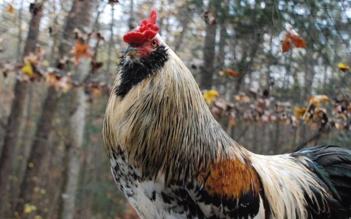 Ferdinand, pictured, and his brother, Leopold, were picked up as strays by Wake County Animal Control.
