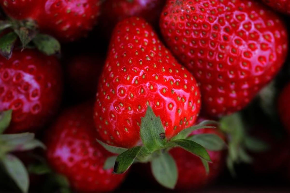 Some organic farmers in the Triangle say strawberries are too risky, and they're not growing them this  year.