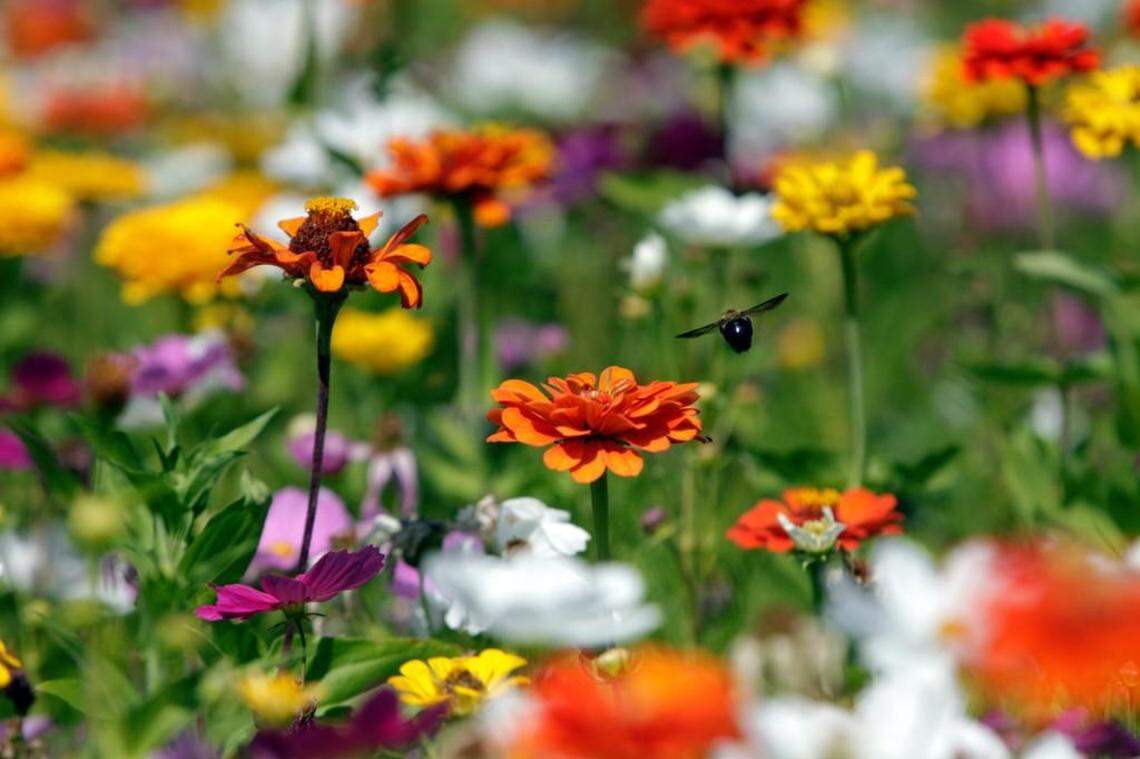 Wildflowers bloom at Historic Moorefields in Hillsborough.
