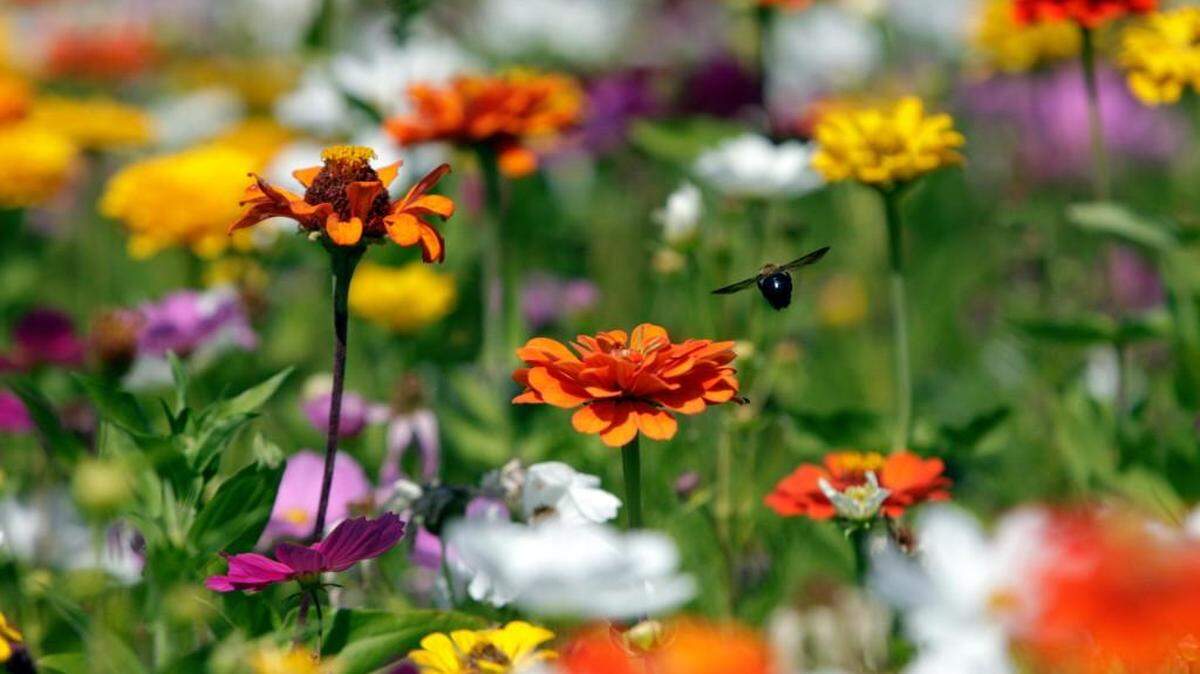 Spring means wildflowers. Here’s where to see lots of them blooming in the Triangle.