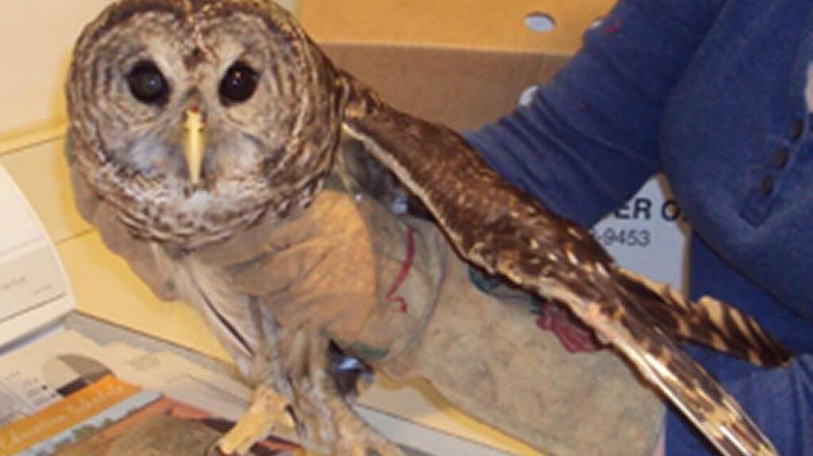Our wild neighbors: The night owl story