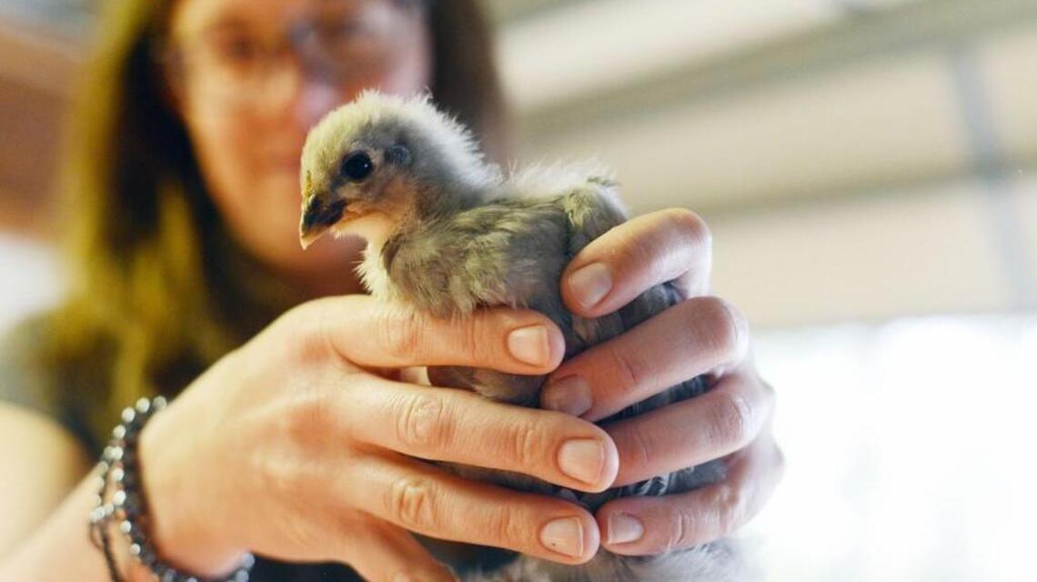 The chicken question comes to Clayton