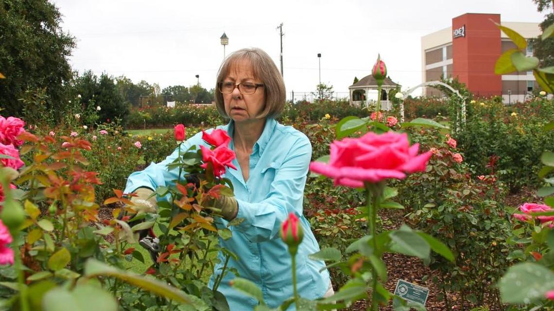Kris Kahn, a sales associate at Witherspoon Rose Culture, cutting roses in September 2016, before the property was sold and the 62-year-old family business moved to a new location in Durham.
