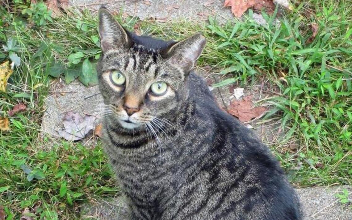 Durham County classified the family cat as ‘inherently dangerous’ – Michael Pollock