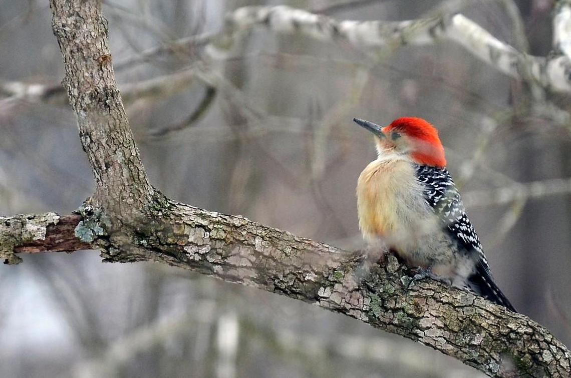 A red-bellied woodpecker rests on a branch of a dogwood tree after a winter storm near Knightdale, N.C. on Feb. 17, 2015.