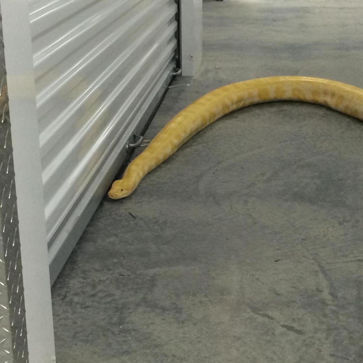 The 11-foot python “is by far the largest snake” he has caught, Chatham County Animal Control Officer Kelly Rouse said.