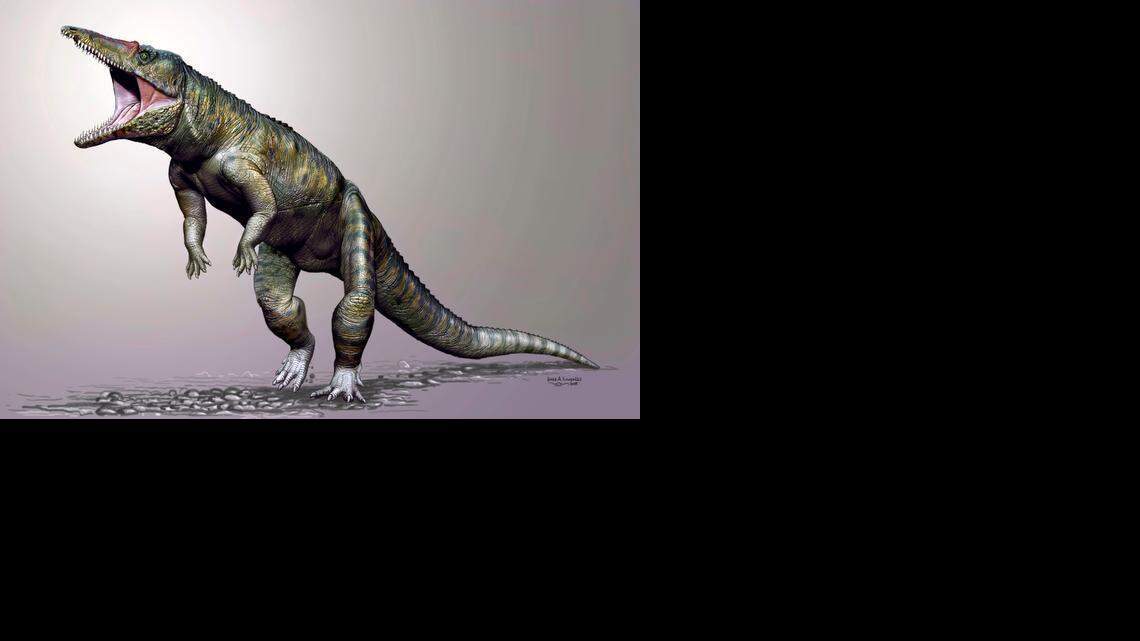 
Scientists believe this is what Carnufex carolinensis, or the Carolina butcher, looked like, based on the bones that were found and knowledge of the animal’s closest ancestors.
