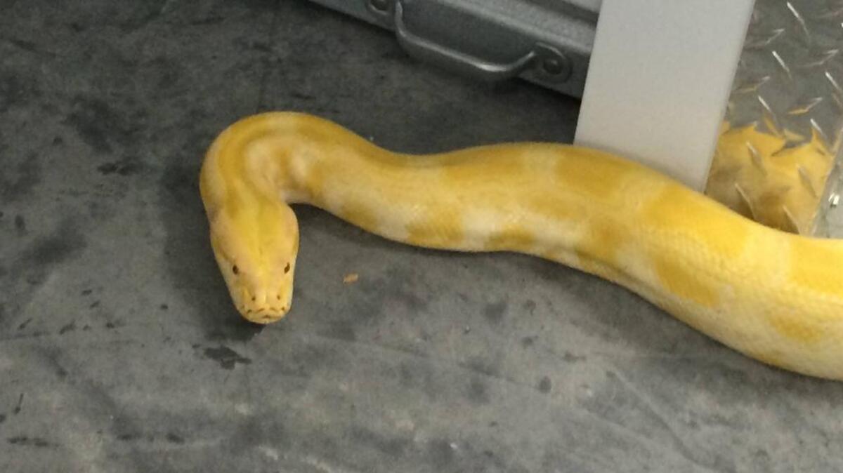 The 11-foot python “is by far the largest snake” he has caught, Chatham County Animal Control Officer Kelly Rouse said.