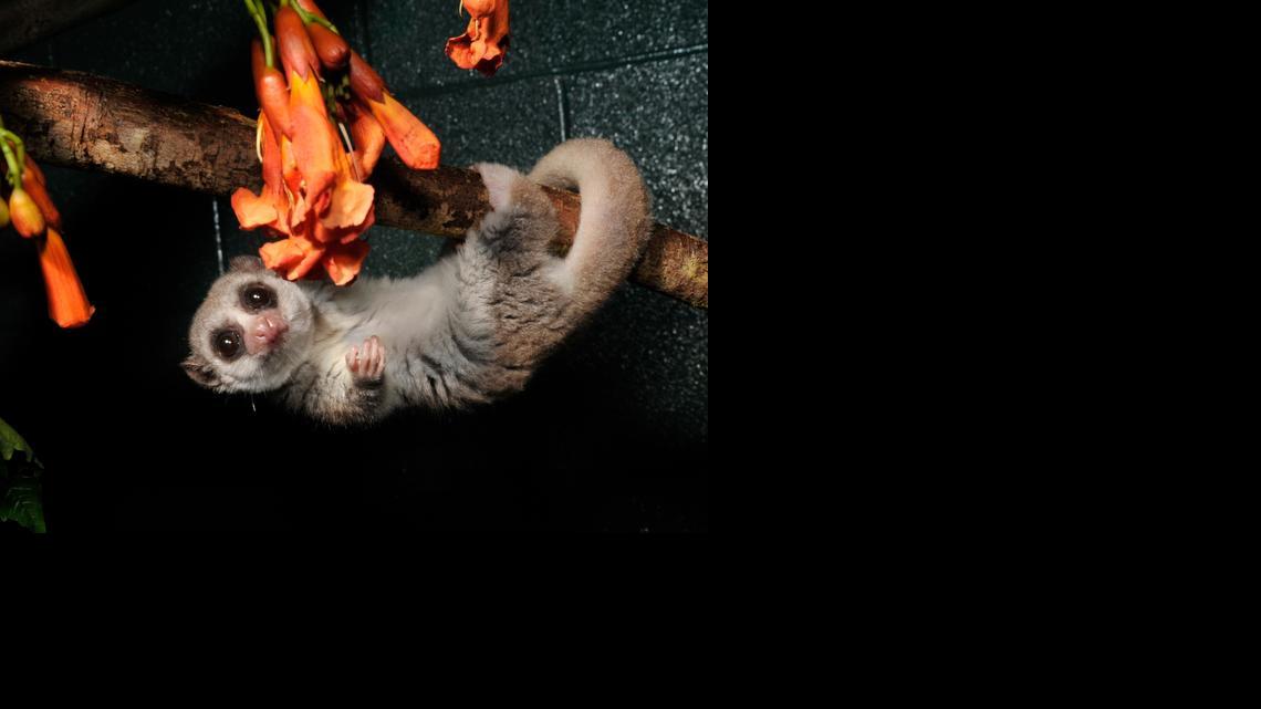 
A fat-tailed dwarf lemur at the Duke Lemur Center.
