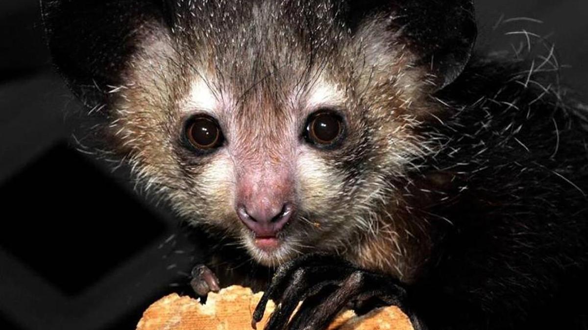 Norman Bates, one of the aye-ayes who died at the Duke Lemur Center in October.