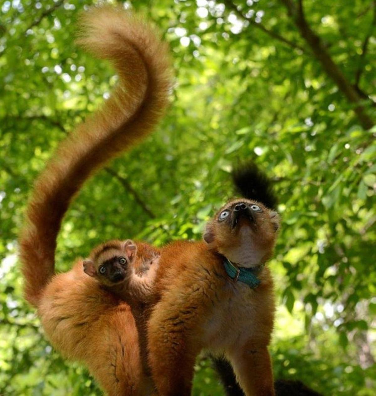 McKinnon with her mother, Wiig, in their forest enclosure. All of the DLC’s blue-eyed black lemurs are named after blue-eyed celebrities, and McKinnon was named after blue-eyed, blonde-haired actress Kate McKinnon.
